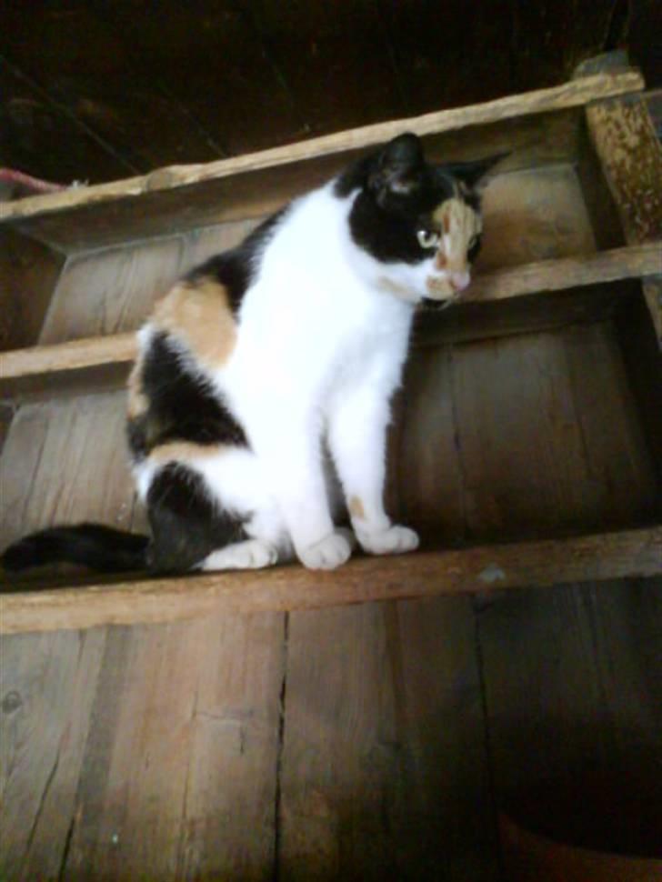 Blanding af racer nille <"33 R.I.P billede 5