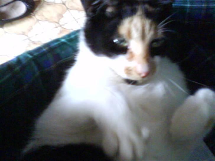 Blanding af racer nille <"33 R.I.P billede 6