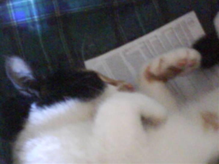 Blanding af racer nille <"33 R.I.P billede 7