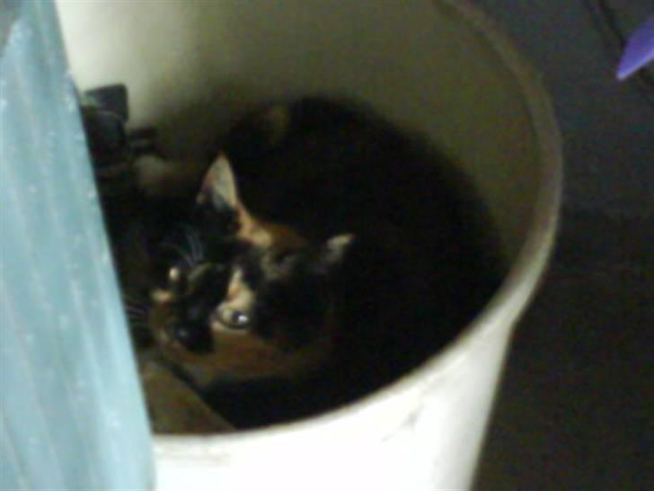 Blanding af racer nille <"33 R.I.P - nilles mor molly billede 8