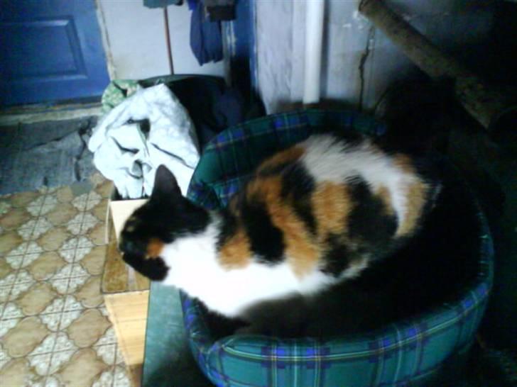 Blanding af racer nille <"33 R.I.P billede 9