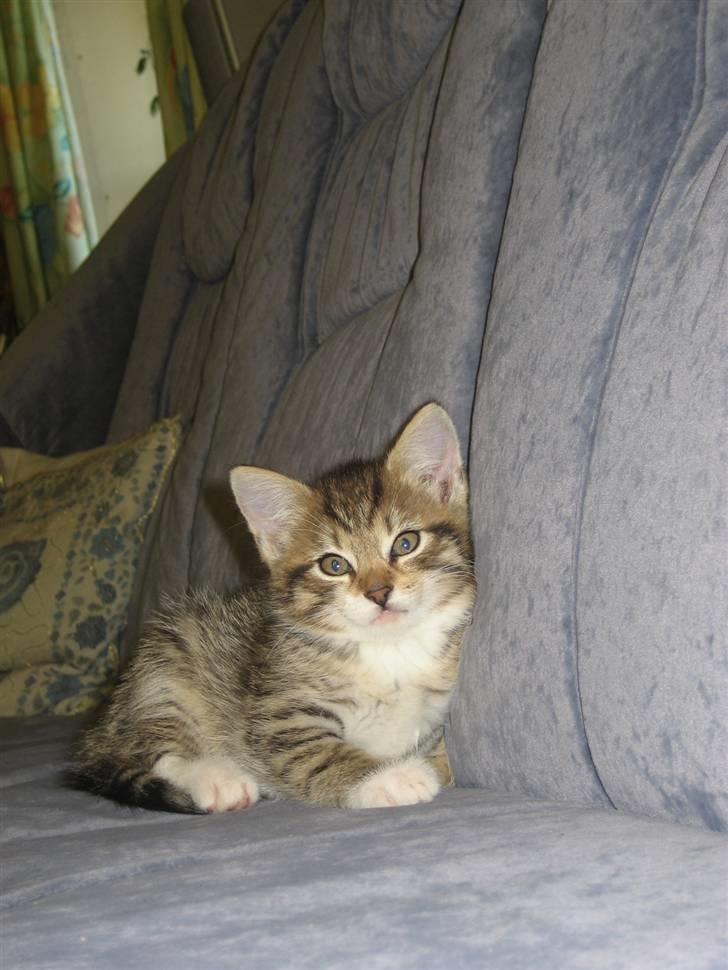 Blanding af racer Malou R.I.P - se mig  billede 2