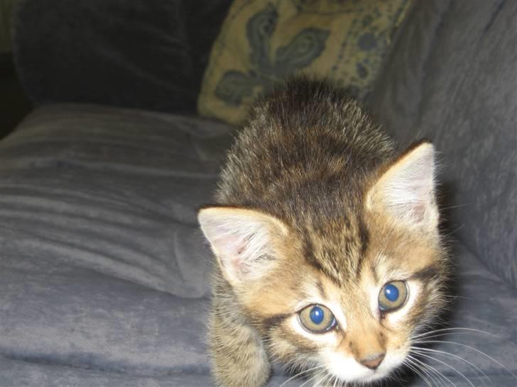 Blanding af racer Malou R.I.P - hov så kan vi godt leje hva har du der...  billede 3