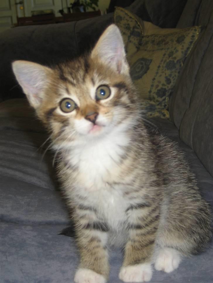 Blanding af racer Malou R.I.P - mig må man gerne tage billeder af.. hehe billede 4