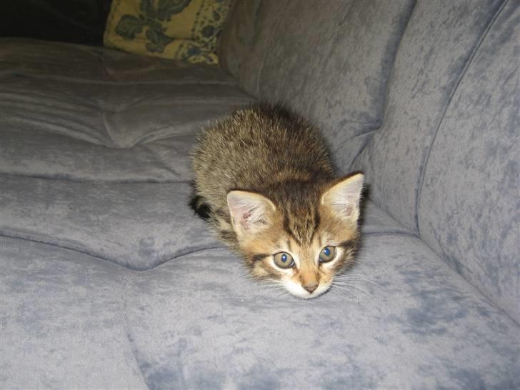 Blanding af racer Malou R.I.P - lige om 2 sek løber jeg efter dig...  billede 5