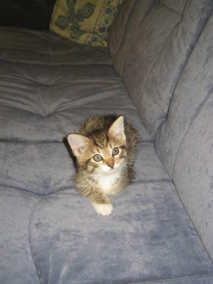 Blanding af racer Malou R.I.P billede 6