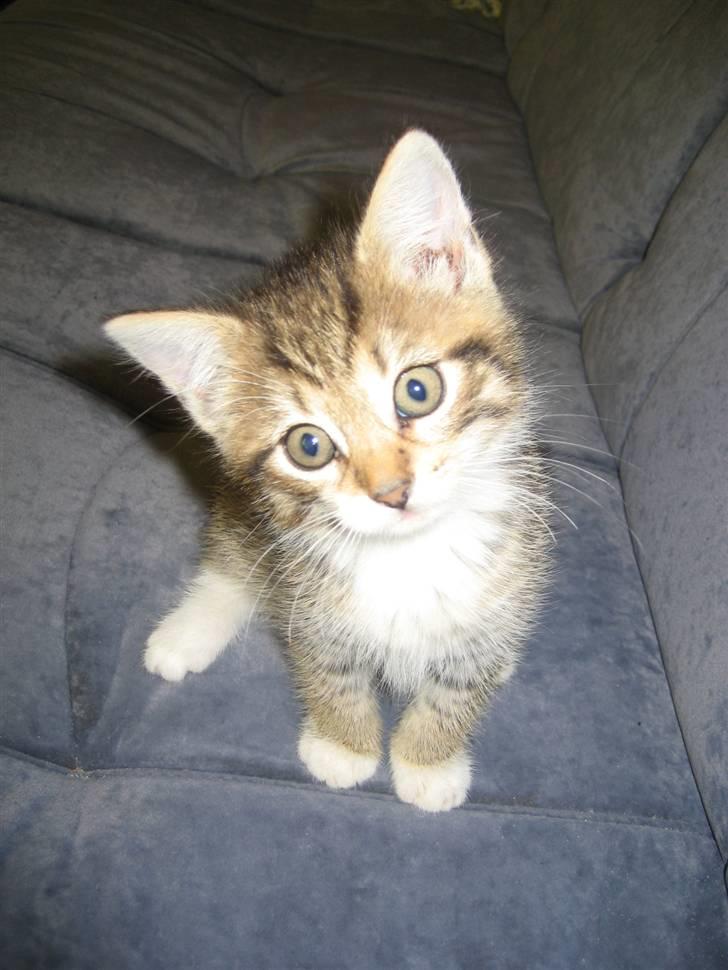 Blanding af racer Malou R.I.P - hva sker der lige her..  billede 7