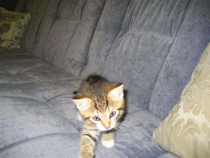 Blanding af racer Malou R.I.P billede 8