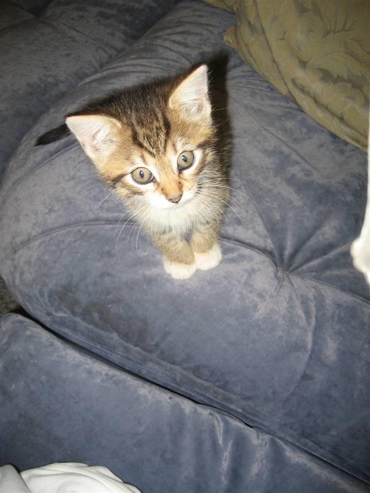 Blanding af racer Malou R.I.P billede 9