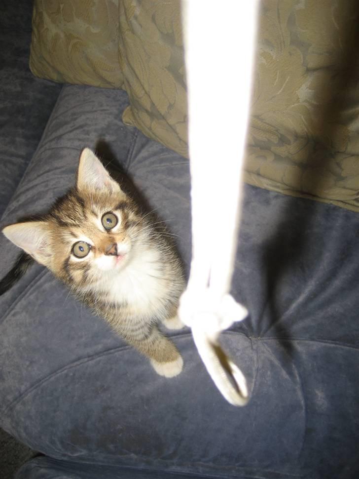 Blanding af racer Malou R.I.P - så du har en snor jeg gider den bare ikke ...  billede 10