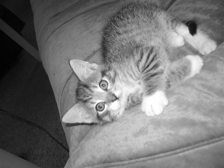 Blanding af racer Malou R.I.P - sort hvid billed blev meget godt..  billede 11