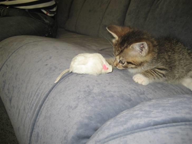 Blanding af racer Malou R.I.P - se her er min mus som der var skrevet lidt om..  billede 12