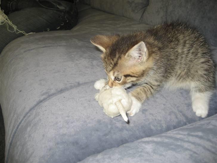 Blanding af racer Malou R.I.P - nu spiser jeg den billede 13