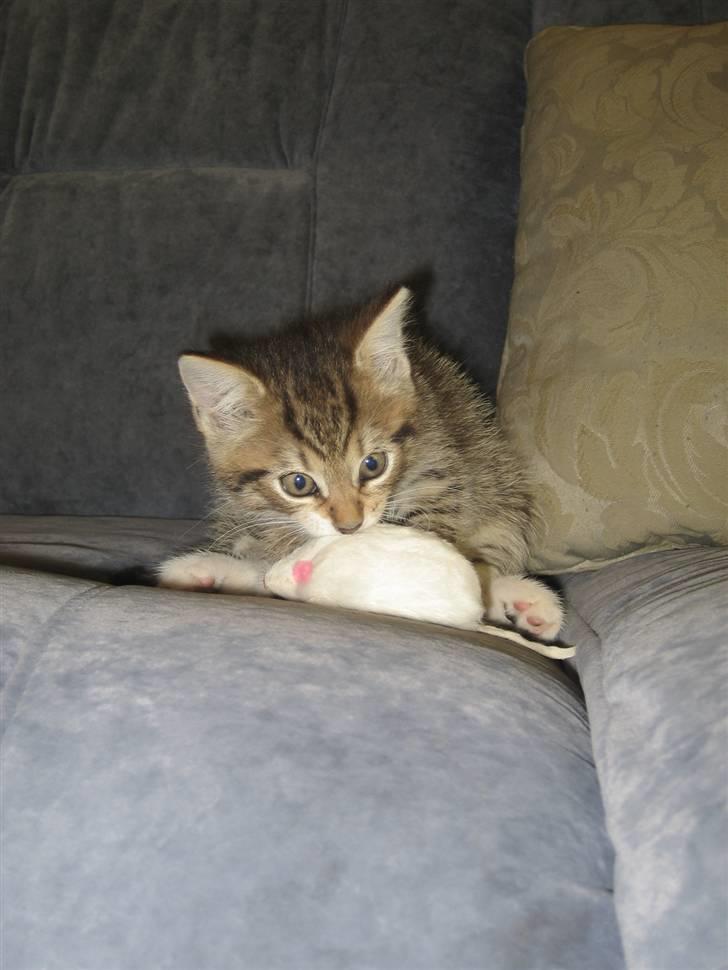 Blanding af racer Malou R.I.P - ska du vaskes siger du ??  billede 14