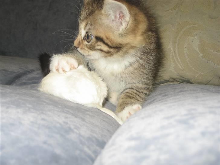 Blanding af racer Malou R.I.P billede 15