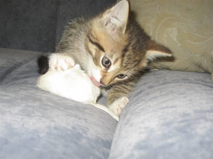 Blanding af racer Malou R.I.P - igen hvor den bliver vasket inden jeg spiser den  billede 16