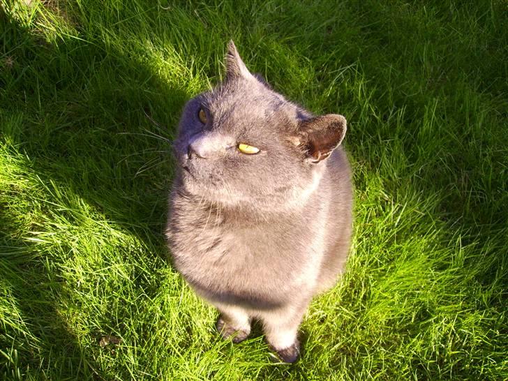 Chartreux Filur R.I.P. - Mmmm... hun har en godbid i hånden billede 12