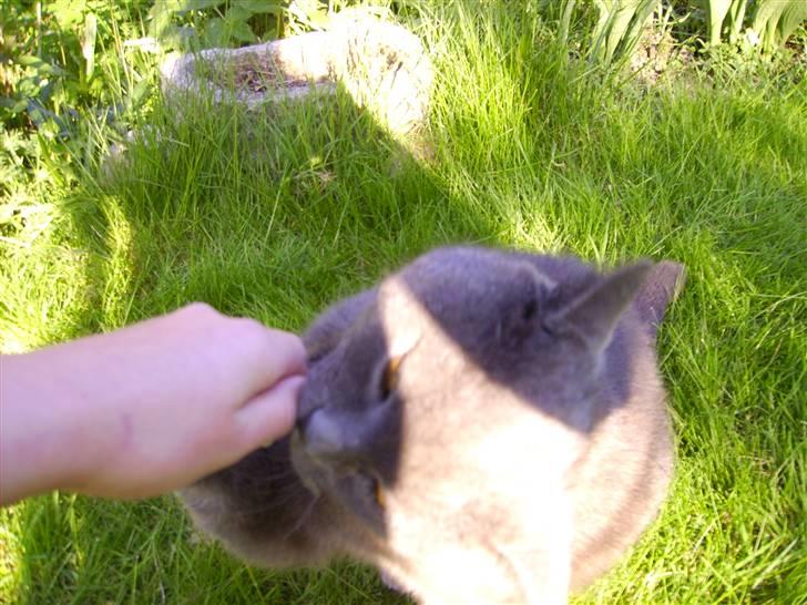 Chartreux Filur R.I.P. - Så giv dog slip på den godbid og lad den komme ned i min mave billede 13