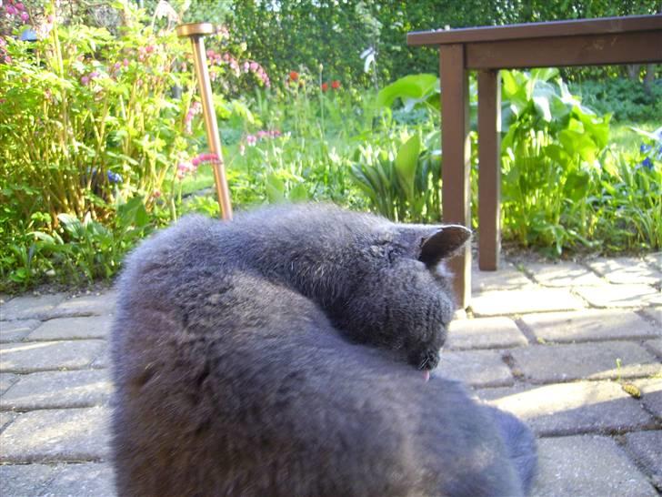 Chartreux Filur R.I.P. - Husk at jeg skal være pæn 24 timer i døgnet billede 14