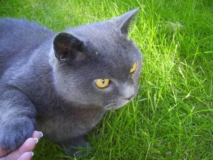 Chartreux Filur R.I.P. - Nååh så hun vil holde i hånden. Hvor hyggeligt :D billede 15