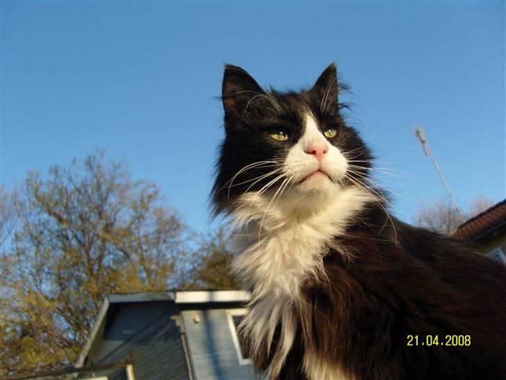 Norsk Skovkat Piple *Lille Brors Mis* billede 1