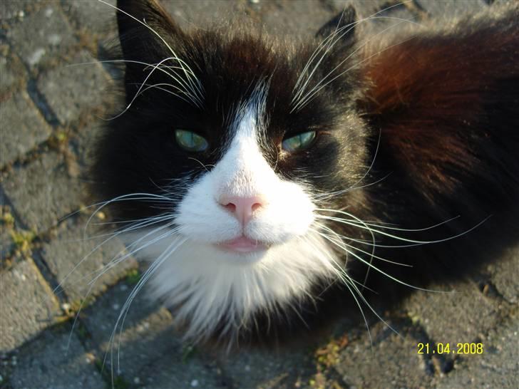 Norsk Skovkat Piple *Lille Brors Mis* billede 2