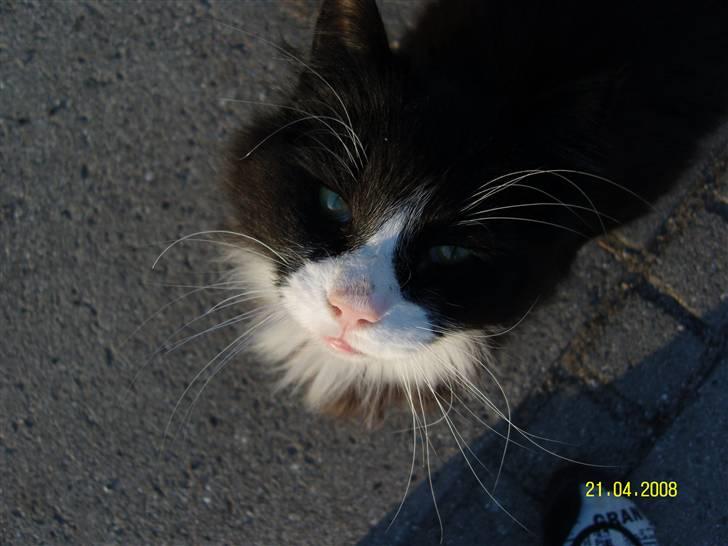 Norsk Skovkat Piple *Lille Brors Mis* billede 3