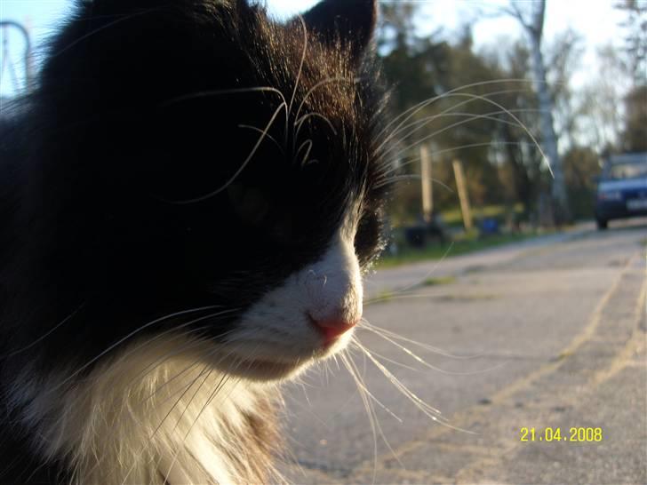 Norsk Skovkat Piple *Lille Brors Mis* billede 4