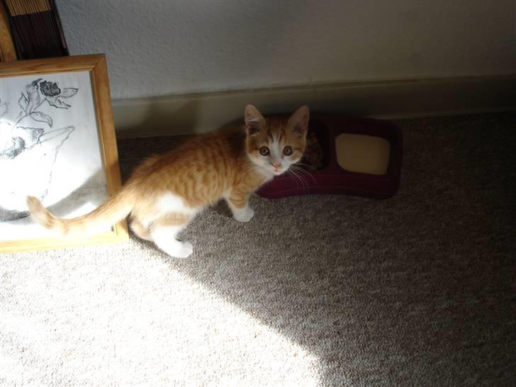 Blanding af racer Cæsar - cæsar da han var sød og lille ;) billede 1