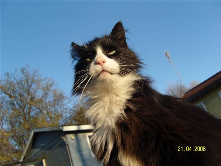 Norsk Skovkat Piple *Lille Brors Mis* billede 5