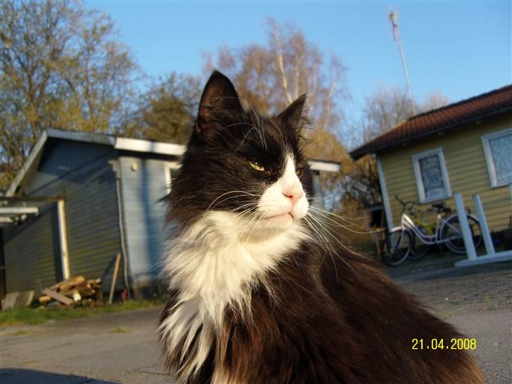 Norsk Skovkat Piple *Lille Brors Mis* billede 7