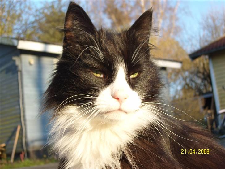 Norsk Skovkat Piple *Lille Brors Mis* billede 8