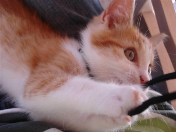 Blanding af racer Cæsar billede 2