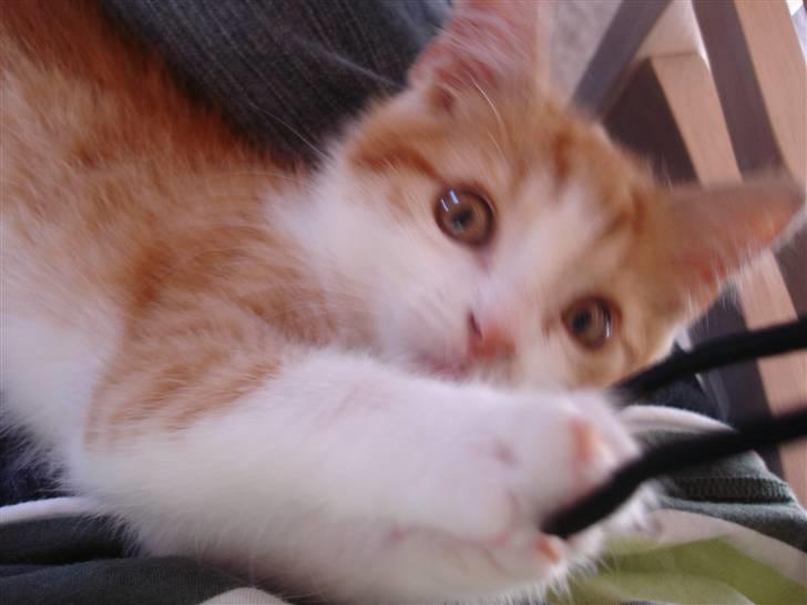 Blanding af racer Cæsar billede 3