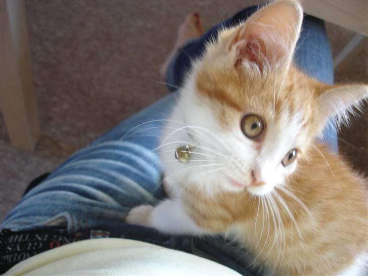 Blanding af racer Cæsar billede 4