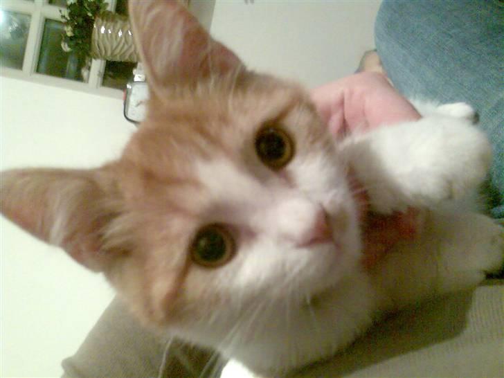 Blanding af racer Cæsar - Cæsar da han var sød og lidt mere voksen =) billede 5