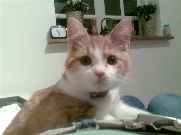 Blanding af racer Cæsar billede 6