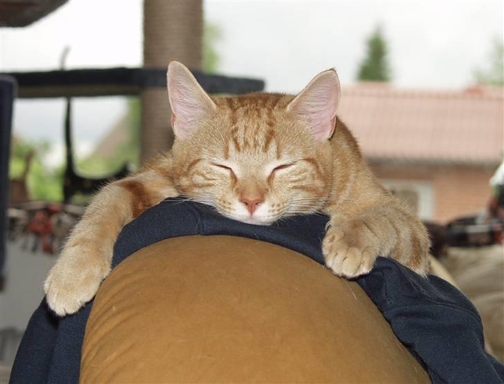 Huskat Madicken billede 1