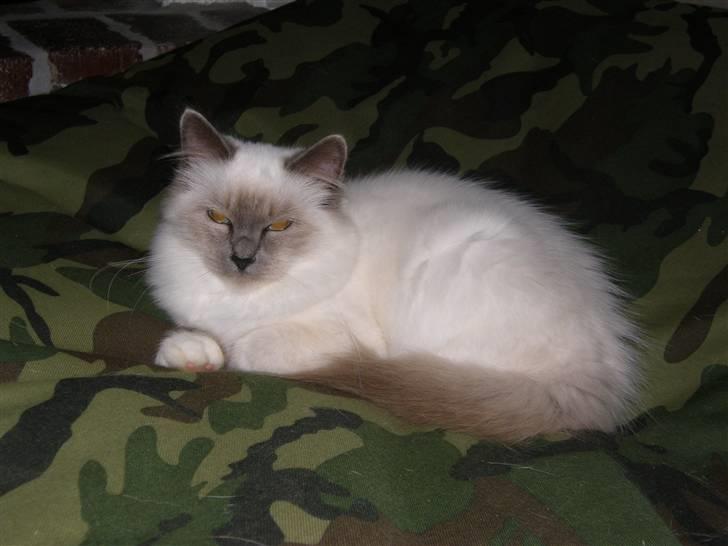 Hellig Birma Maupets Chloe billede 1