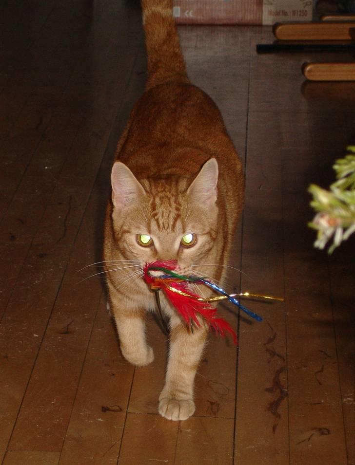 Huskat Madicken billede 2