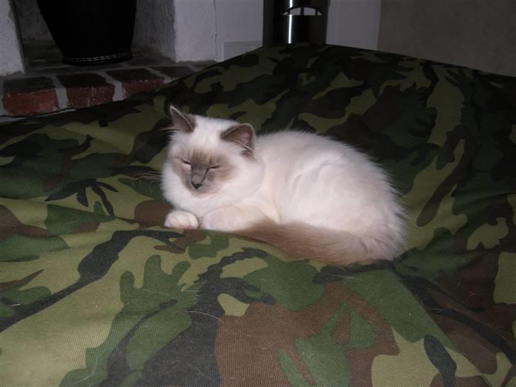 Hellig Birma Maupets Chloe billede 2