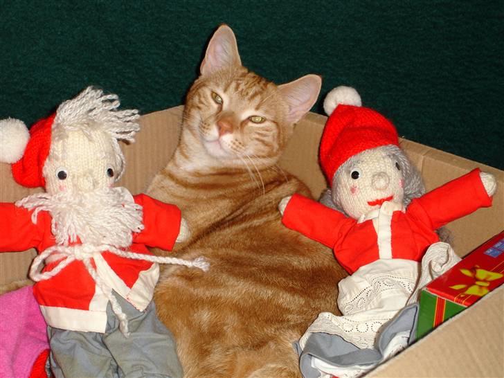 Huskat Madicken billede 3