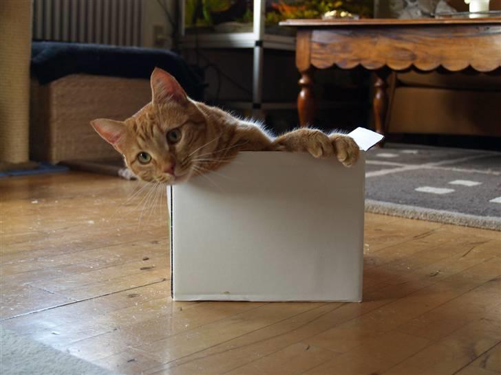 Huskat Madicken billede 4