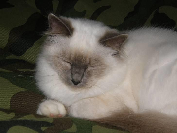 Hellig Birma Maupets Chloe billede 3