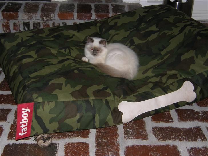 Hellig Birma Maupets Chloe billede 4