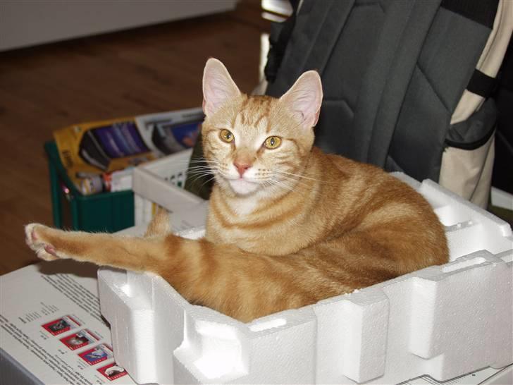 Huskat Madicken billede 5