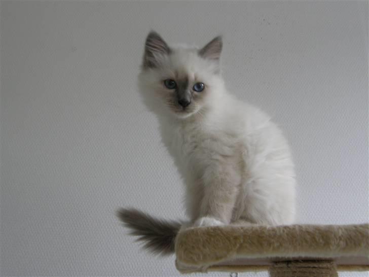 Hellig Birma Maupets Chloe billede 5