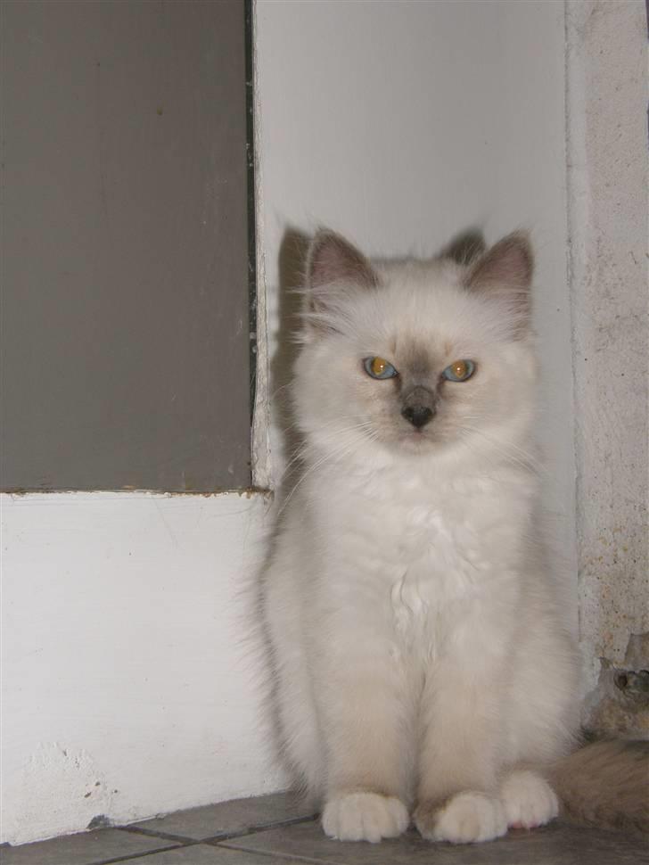 Hellig Birma Maupets Chloe billede 6