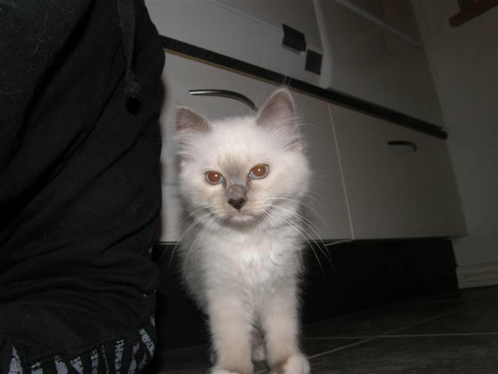 Hellig Birma Maupets Chloe billede 7