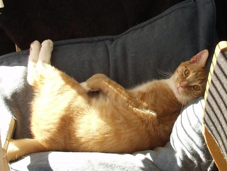 Huskat Emil billede 1